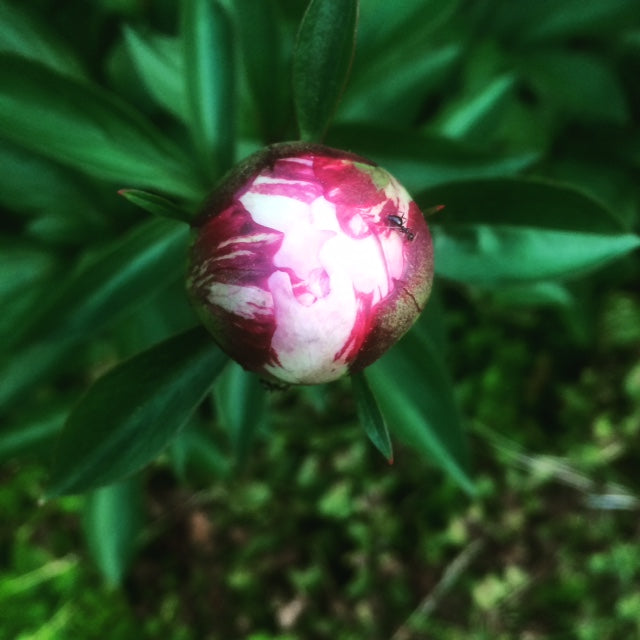 Peonies by Mary Oliver