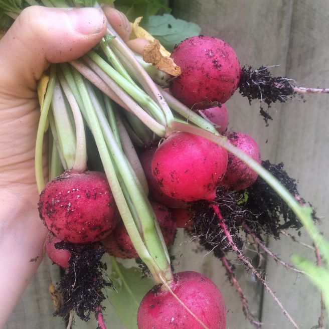 How To: Incorporating Greens & Veggies into Your Diet