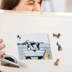 Magnet Sets: Bird, Dog, or Skull